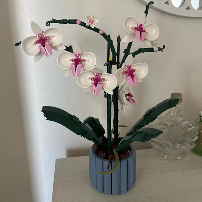 Orchids | 711Piezas